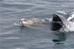 April 15 feeding humpback 1 April 15 feeding humpback 1